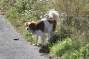 Morten 15 september 2024 - En hund på Høyenhall, den er fri og frank