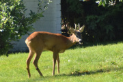 Morten 16 august 2024 - Rådyr på Høyenhall, hvor mange bilder jeg har av rådyr på Høyenhall? Minst 400 bilder