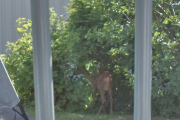 Morten 17 juli 2025 - Rådyr i hagen på Høyenhall, jeg sitter på verandaen og den går bare noen meter fra meg