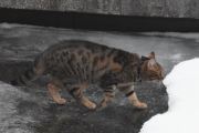 Morten 19 januar 2025 - En katt på Høyenhall, du er på jakt etter rotta tenker jeg