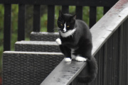 Morten 19 november 2024 - En katt på Høyenhall, den gjør noe spesielt