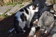 Morten 2 april 2025 - Katten på Høyenhall, finner du noen mus i dag?