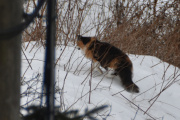 Morten 2 februar 2025 - Katten på Høyenhall, ikke bare en, men to i dag