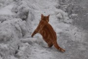 Morten 2 februar 2025 - Katten på Høyenhall, her skal det jaktes i dag