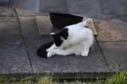 Morten 2 juni 2025 - Katten på Høyenhall, du koser deg her