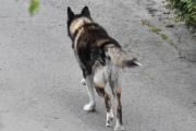 Morten 2 mai 2025 - En hund på Høyenhall, den løper fri og frank og leter etter eieren sin