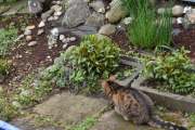 Morten 20 april 2025 - Katten og Ringdua på Høyenhall