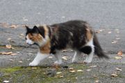 Morten 20 oktober 2025 - Katt på Høyenhall, jeg venter på kona, og her kommer katten inn porten istedenfor