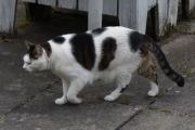 Morten 21 mai 2025 - Katten på Høyenhall, egentlig ikke så overaskende