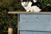 Morten 23 september 2025 - En katt på Høyenhall, ja denne har vi sett før :-)