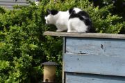 Morten 24 mai 2025 - Katten på Høyenhall, noen ganger så undrer jeg litt på om den har tenkt til å spise fuglematen