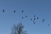 Morten 25 januar 2025 - Duer over Høyenhall, jeg telte noen Byduer også, det ble 17 av dem totalt