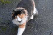 Morten 25 januar 2025 - En katt på Høyenhall, har du fugler i hagen din så må du regne med at en katt kommer på besøk