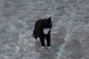 Morten 26 januar 2025 - En katt på Høyenhall og det er en ny dag med fugletelling. De fleste telte jeg i går, men vet aldri hva som kan dukke opp