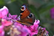 Morten 26 juli 2025 - Sommerfugl på Høyenhall, den trives godt der hvor det er mye blomster