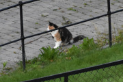 Morten 27 august 2024 - Dyrene på Høyenhall, her er katten, men den holder litt avstand