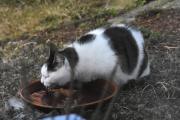 Morten 3 april 2025 - Katten på Høyenhall, du blir tørst nå i varmen