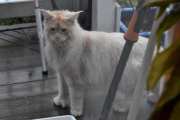 Morten 3 november 2025 - Katten på Høyenhall, den står faktisk på verandaen min