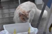 Morten 3 november 2025 - Katten på Høyenhall, nysgjerrig er den også, derfor har jeg klyper på søppelkassa