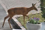 Morten 30 juli 2025 - Rådyr på Høyenhall, dette er mammaen som passer på ungen sin. Jeg håper på et bilde av dem sammen