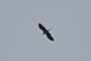 Morten 30 september 2024 - Fuglen over Høyenhall, om dette er en rovfugl er jeg litt i tvil om