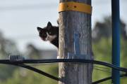 Morten 4 juli 2025 - Katten på Høyenhall, det må være noe med stolpen. Det er ikke første gangen jeg ser en katt her