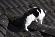Morten 5 mai 2025 - Katten på Høyenhall, du liker deg på taket
