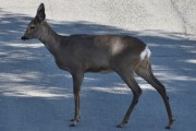 Morten 5 mai 2025 - Rådyr på Høyenhall, det er rolig på veien nå
