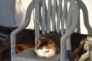 Morten 6 februar 2025 - Katten på Høyenhall, kan bli en vane dette her. Når det er sol