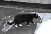Morten 7 februar 2025 - Katten på Høyenhall, snøen begynner å smelte og katten finner sin gangvei