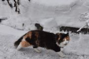Morten 9 januar 2025 - Katten på Høyenhall, hva gjør du ute når det er så kaldt?