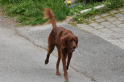 Morten 9 mai 2025 - En hund på Høyenhall, som er fri og frank. Men den er faktisk hjemme