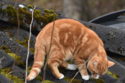 Morten 9 mars 2025 - En katt på Høyenhall, nå er det ikke glatt på taket lenger