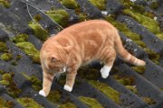 Morten 9 mars 2025 - En katt på Høyenhall, da benytter vi anledningen