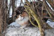 Morten 1 februar 2026 - Katten på Høyenhall