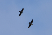 Morten 11 april 2026 - To fugler over Drøbak