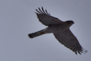 Morten 13 januar 2026 - Hønsehauken på Høyenhall