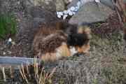 Morten 17 april 2026 - Katten på Høyenhall