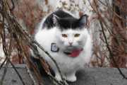 Morten 17 mars 2026 - En katt på Høyenhall