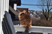 Morten 19 mars 2026 - Katten på Høyenhall