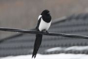 Morten 2 mars 2026 - Skjæra på Høyenhall