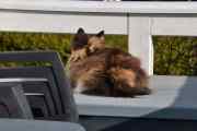 Morten 21 mars 2026 - Katten på Høyenhall