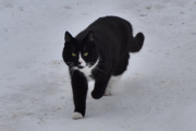 Morten 22 februar 2026 - En katt på Høyenhall