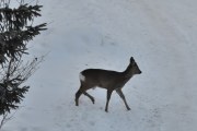 Morten 22 februar 2026 - Rådyr på Høyenhall
