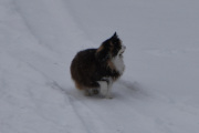 Morten 23 februar 2026 - En katt på Høyenhall