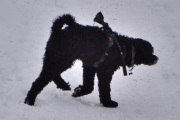 Morten 3 januar 2026 - En hund på Høyenhall