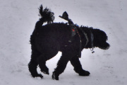 Morten 3 januar 2026 - En hund på Høyenhall