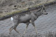 Morten 31 mars 2026 - Rådyr på Høyenhall