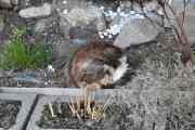 Morten 9 april 2026 - En katt på Høyenhall