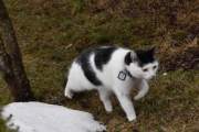 Morten 9 mars 2026 - Katten på Høyenhall